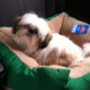 Meet your Posher, Tripti